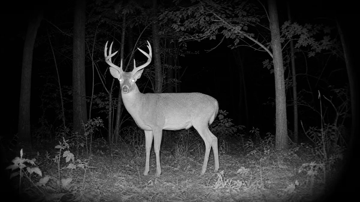 The Ultimate Night Hunting Guide: How to Spot Wildlife in Complete Darkness?
